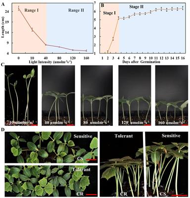 Genome-wide identification and expression analysis of the cryptochromes reveal the CsCRY1 role under low-light-stress in cucumber